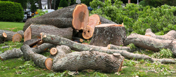 How Our Tree Care Process Works  in  Eagle Lake, WI